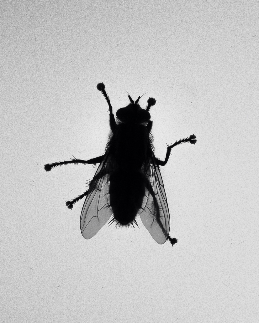 Silhouette of a fly with translucent wings against a bright background, capturing a close-up view of the insect's anatomy.