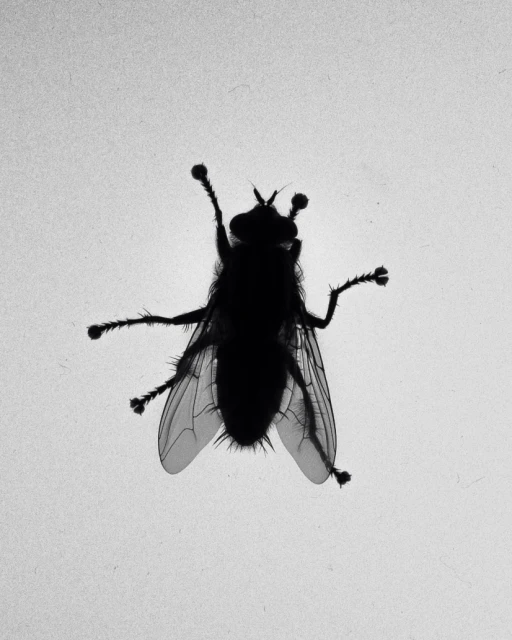 Silhouette of a fly with translucent wings against a bright background, capturing a close-up view of the insect's anatomy.