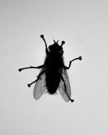 Silhouette of a fly with translucent wings against a bright background, capturing a close-up view of the insect's anatomy.