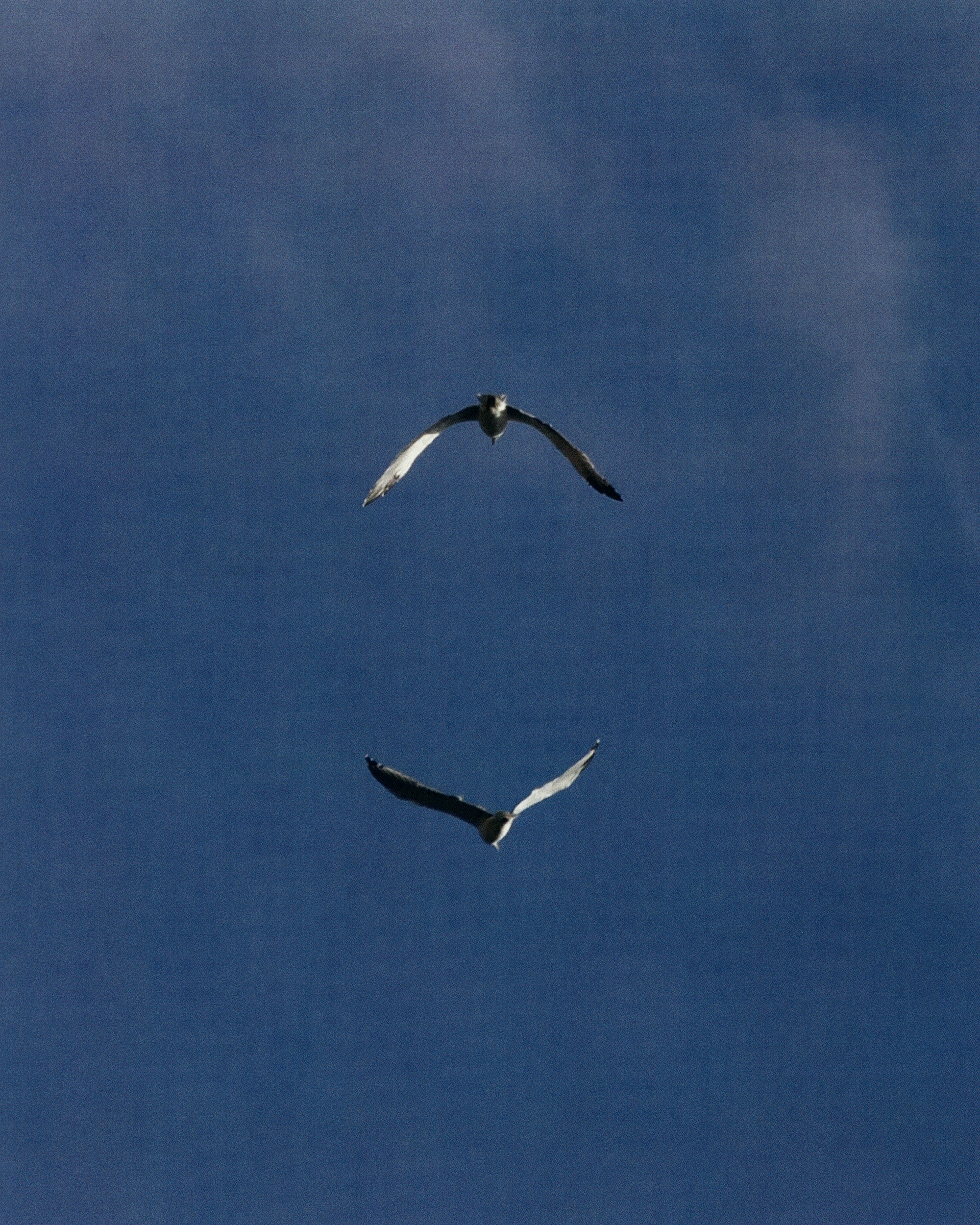 Two birds fly in formation against a clear blue sky, wings spread. Bird photography showing wildlife in a natural outdoor environment.
