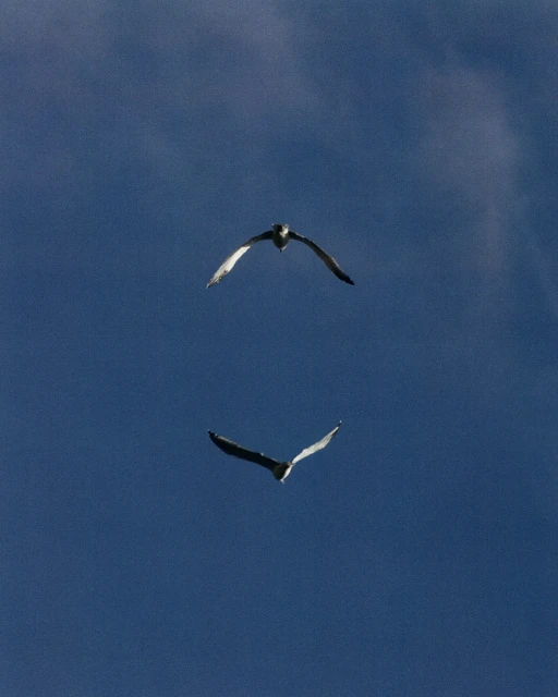 Two birds fly in formation against a clear blue sky, wings spread. Bird photography showing wildlife in a natural outdoor environment.