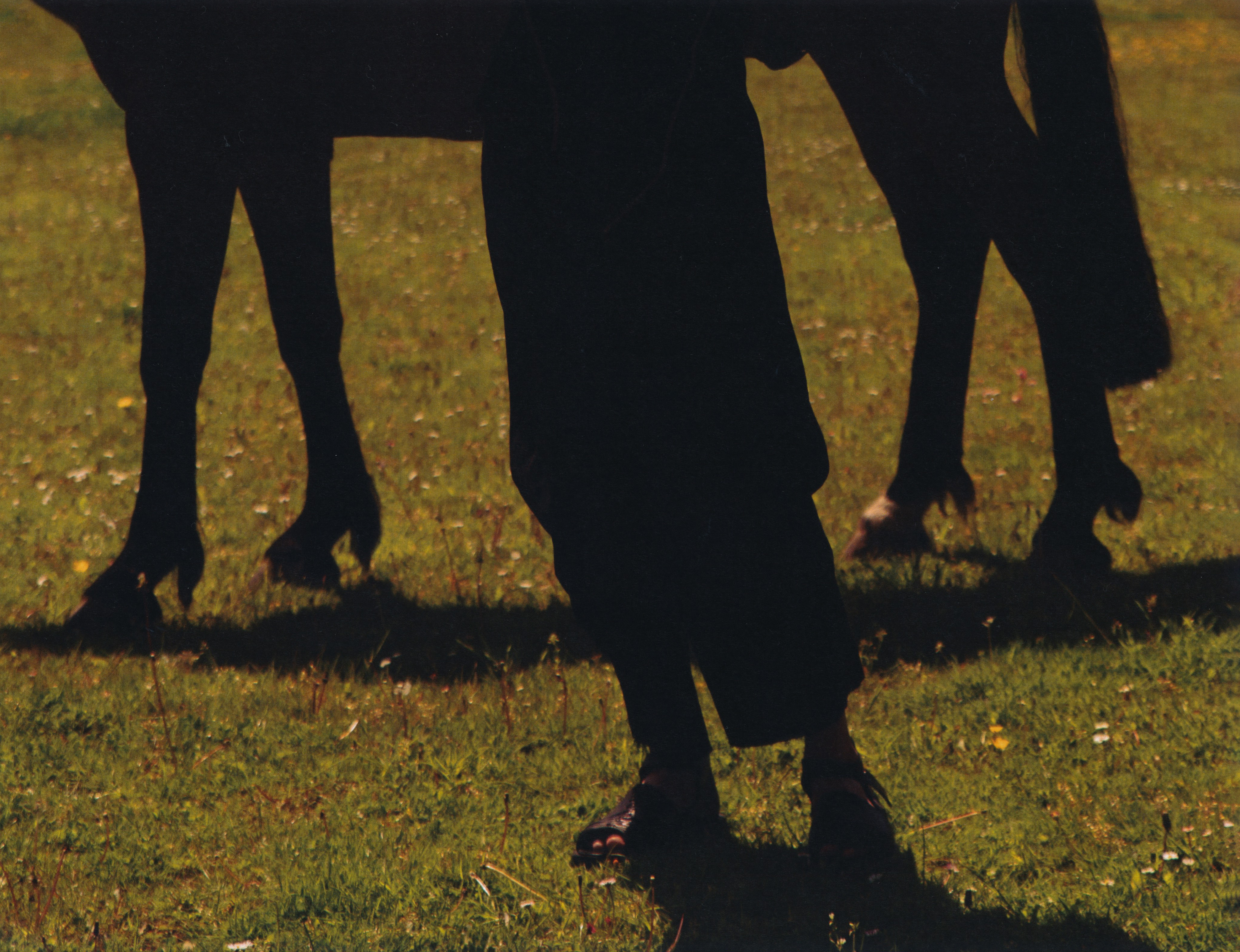 Silhouetted legs of a person and a horse standing on a green lawn, casting shadows on the grass in the outdoor environment.