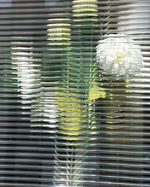 Close-up of white flower with greenery viewed through closed grey window blinds, creating a distorted, abstract effect.