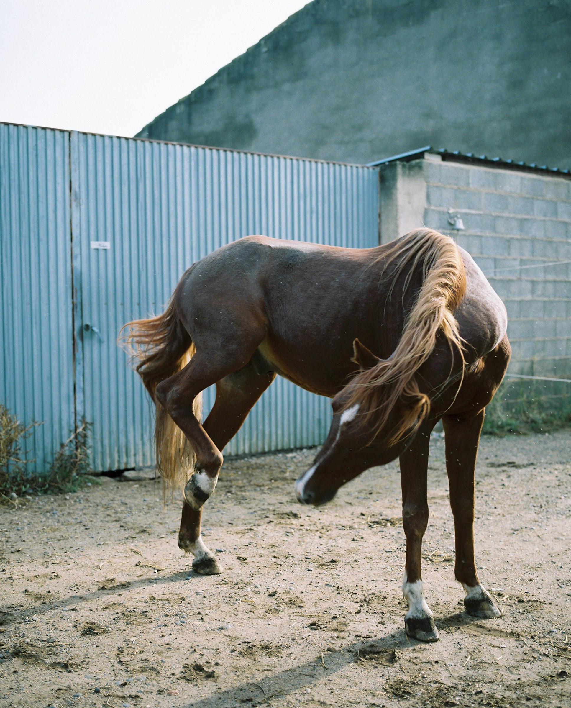 Two brown horses stand in a sandy enclosure next to a corrugated metal gate and a concrete building in an outdoor, sunlit setting.