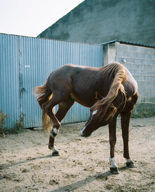 Two brown horses stand in a sandy enclosure next to a corrugated metal gate and a concrete building in an outdoor, sunlit setting.