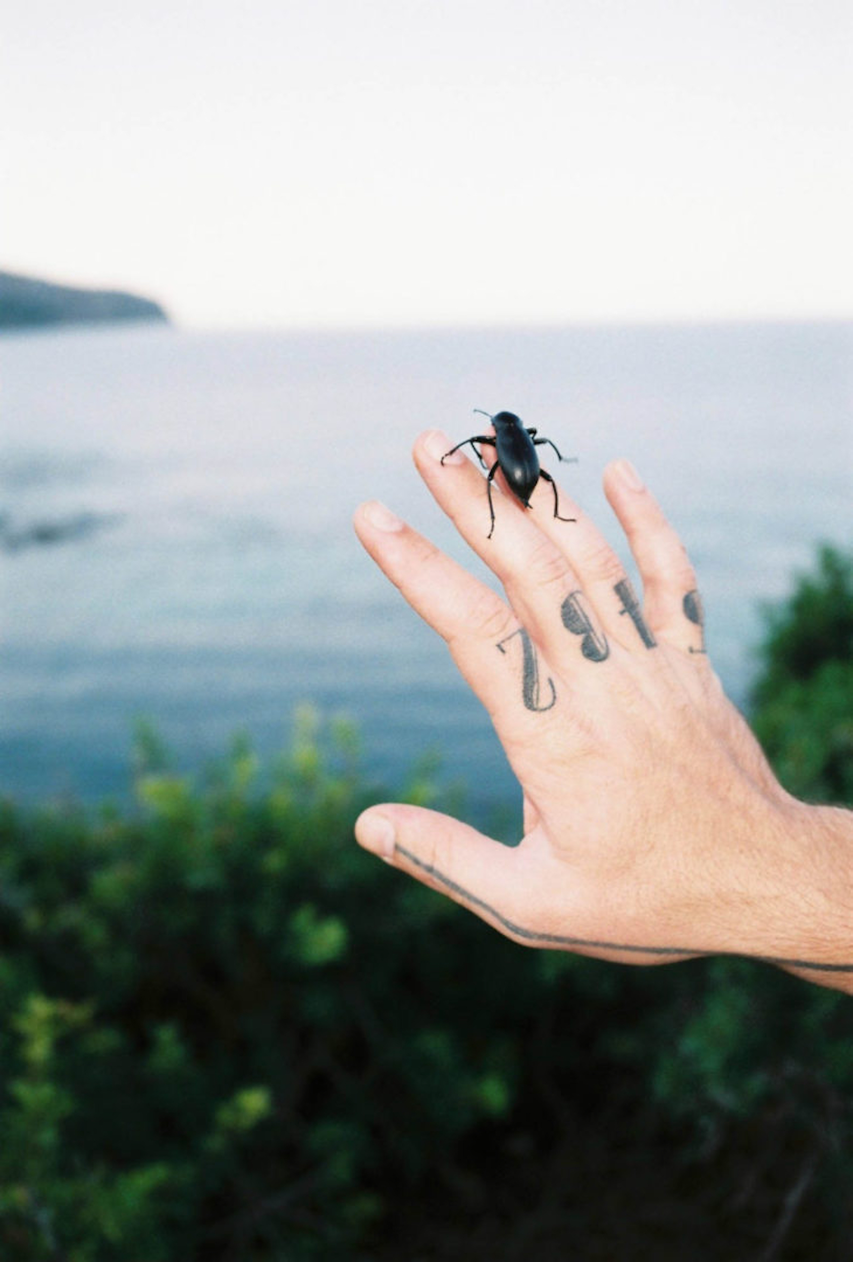 Person's tattooed hand with a large black beetle perched on it, against a blurred background of the ocean and coastline.
