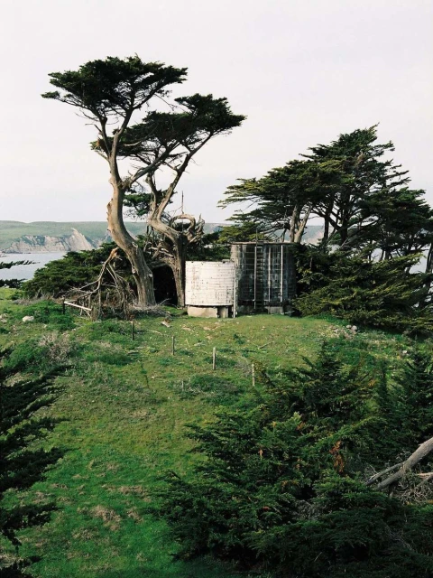 Coastal landscape featuring trees, green grass, and storage tanks, with a view of the ocean in the background under an overcast sky.