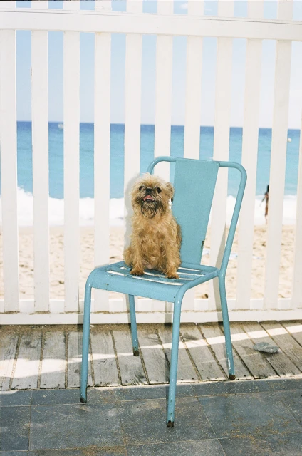 A Brussels Griffon dog sits on a light blue metal chair outdoors, with a white fence and beach background under bright daylight.