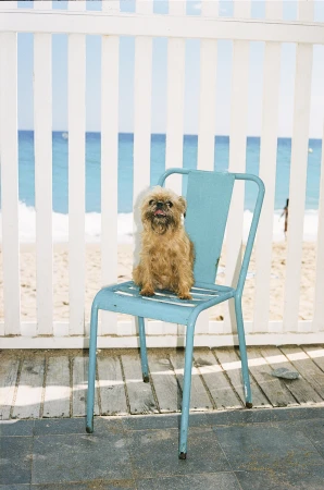 A Brussels Griffon dog sits on a light blue metal chair outdoors, with a white fence and beach background under bright daylight.