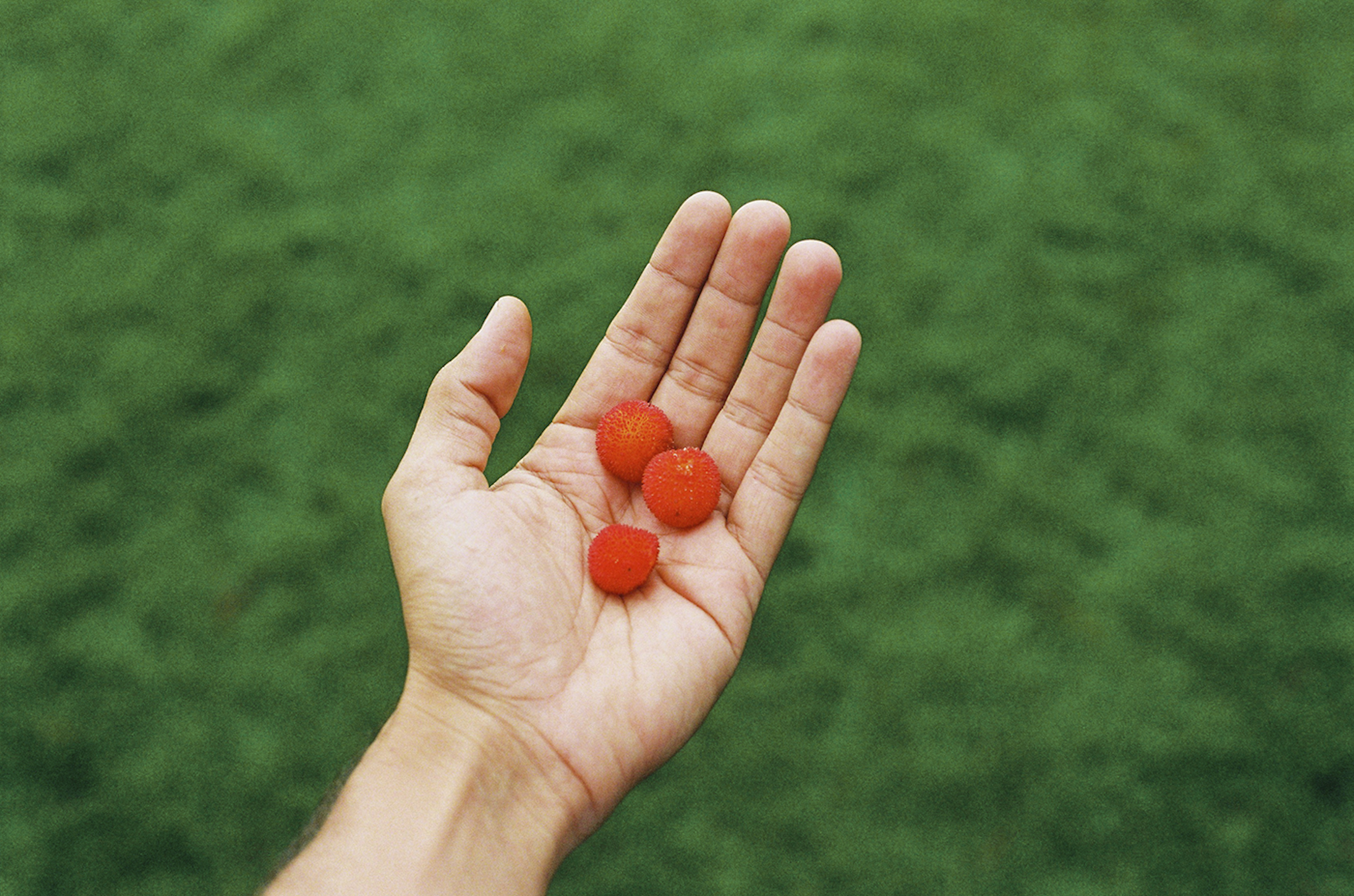 Close-up of hand holding three vibrant red arbutus berries against a blurred green grassy background in natural light.