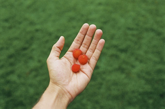Close-up of hand holding three vibrant red arbutus berries against a blurred green grassy background in natural light.