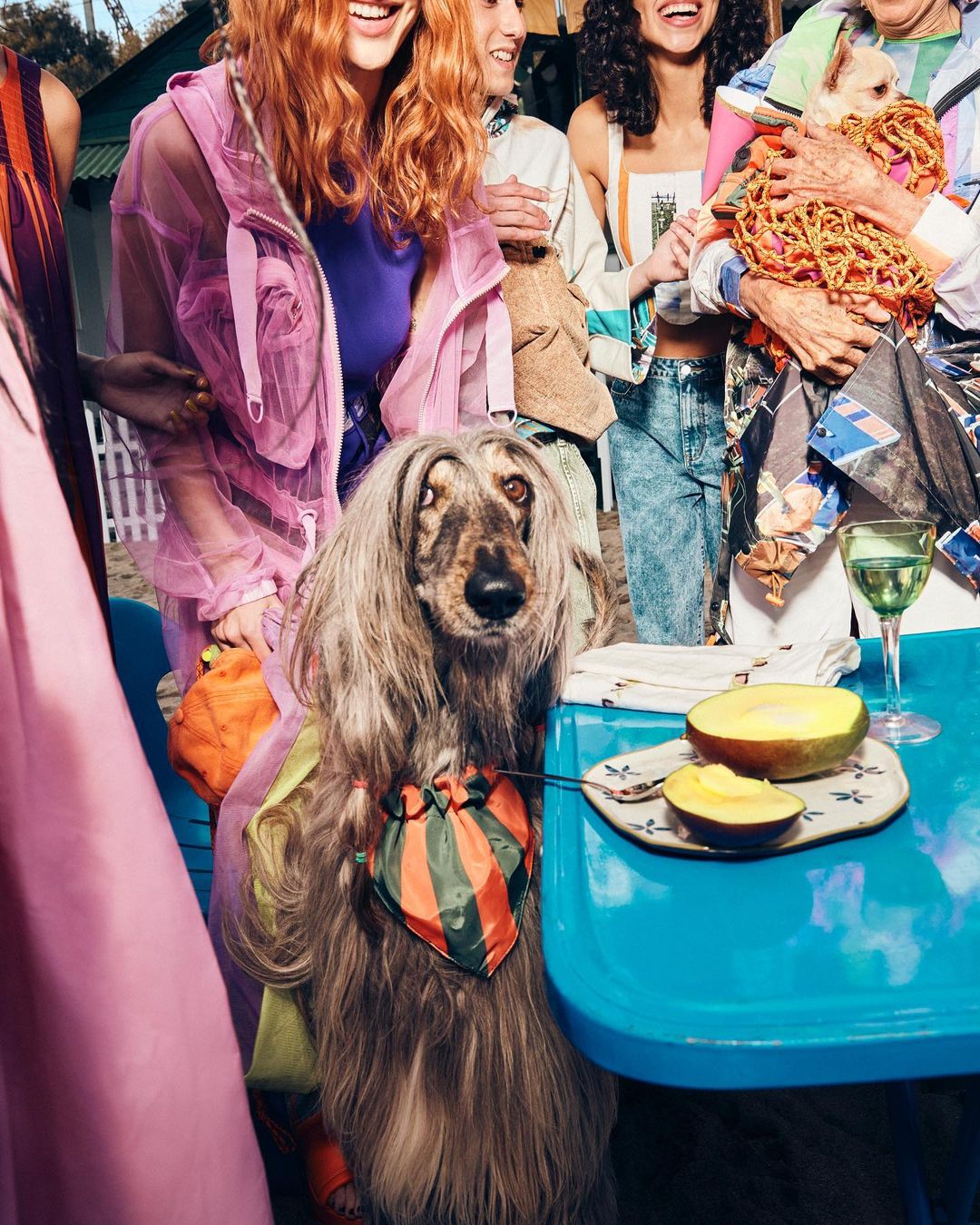 Afghan Hound dog at a table with fruit and a glass of wine with a group of people in the background on a sunny day.