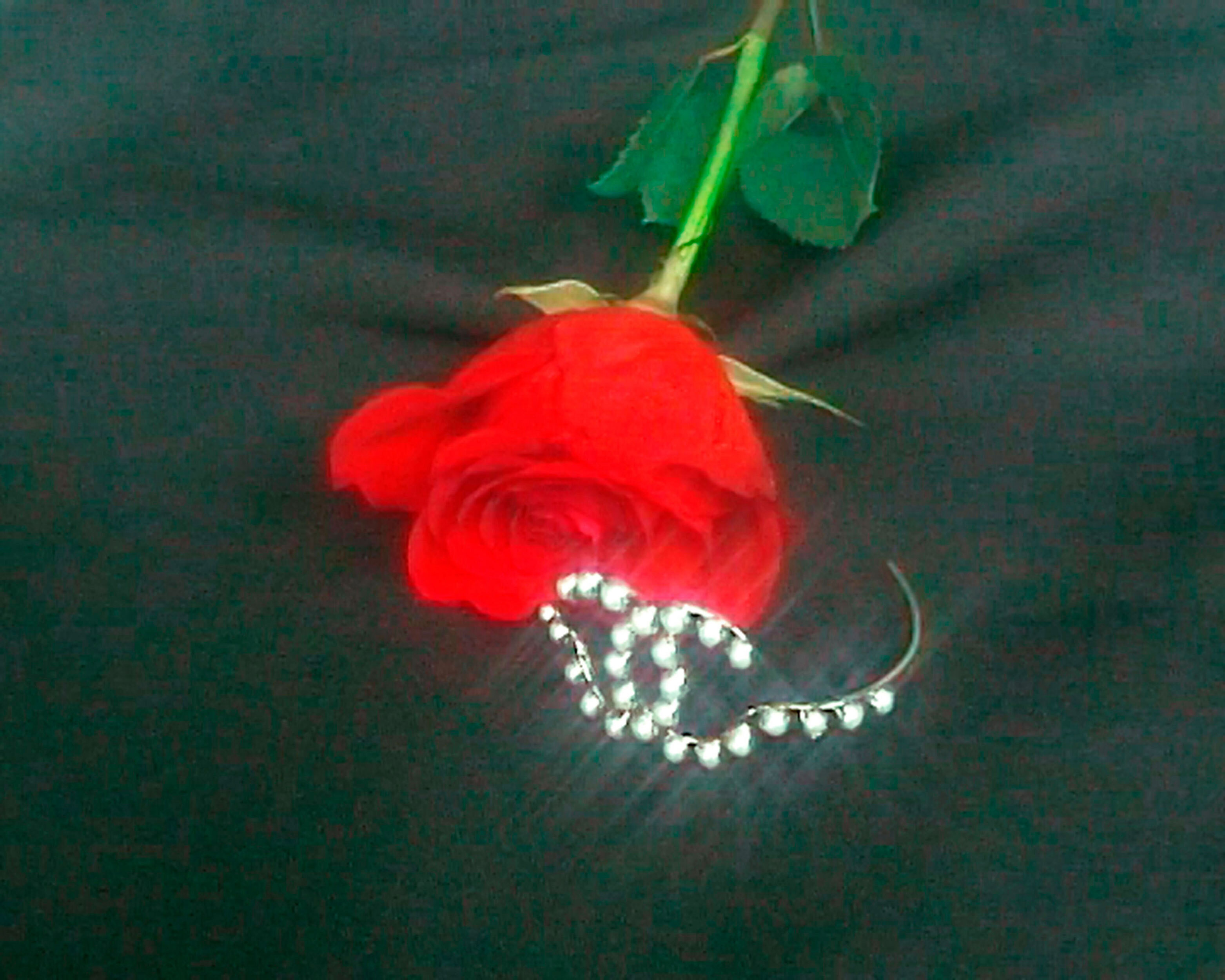 A red rose with green leaves is placed on a dark background, a silver bracelet accented with small pearls lies nearby the rose.