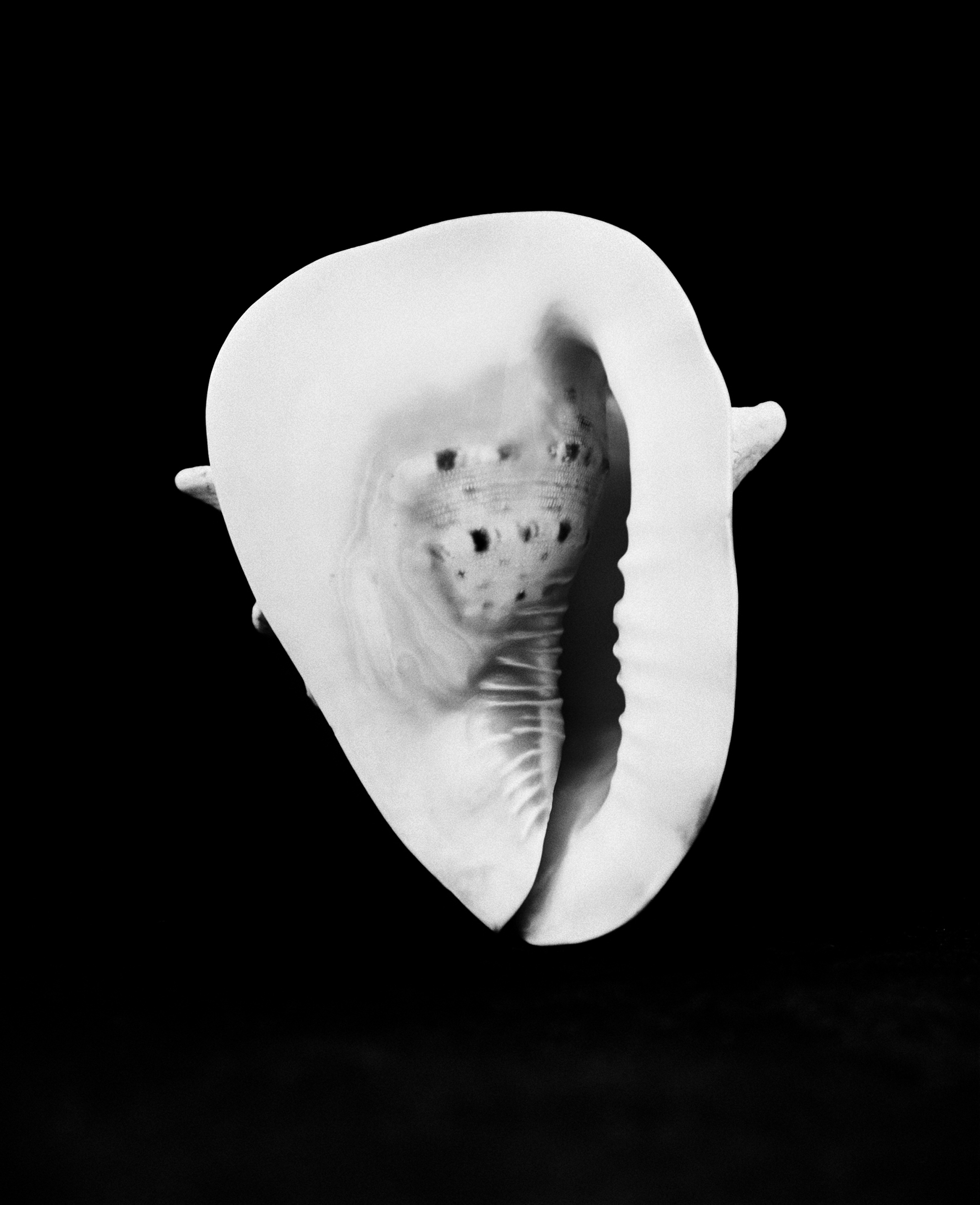 Monochrome photo of a large seashell with a textured surface against a stark black background, creating a dramatic and minimalist image.