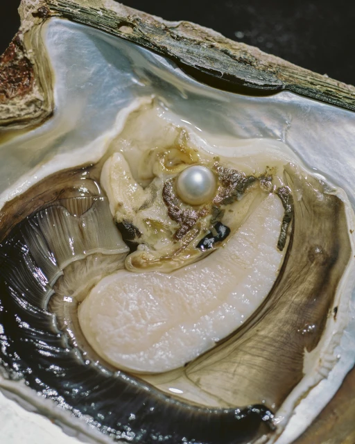 Macro close-up of a white pearl nestled within a light beige oyster shell. The inside of the shell is iridescent and luminous.