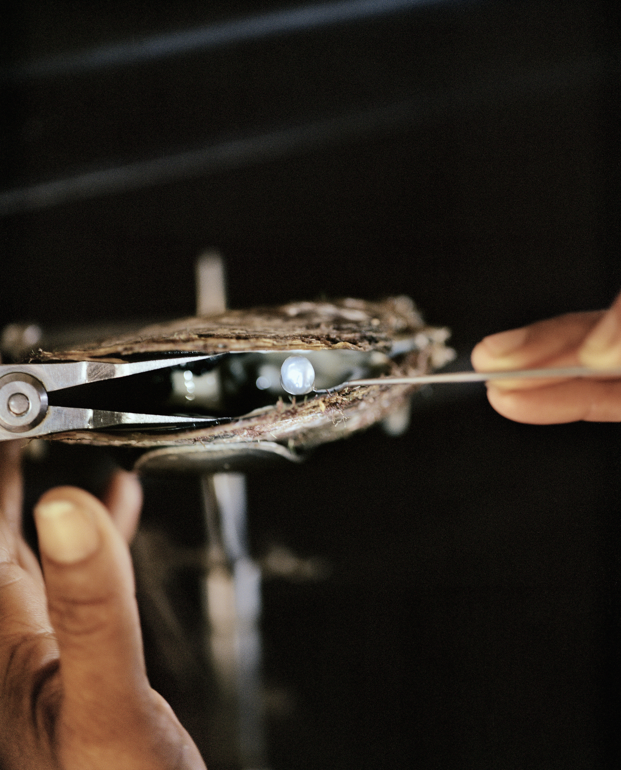 Close-up of hands carefully extracting a pearl from an oyster using metal tools, highlighting the beauty and delicacy of pearl harvesting.