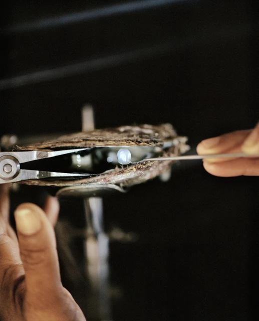 Close-up of hands carefully extracting a pearl from an oyster using metal tools, highlighting the beauty and delicacy of pearl harvesting.