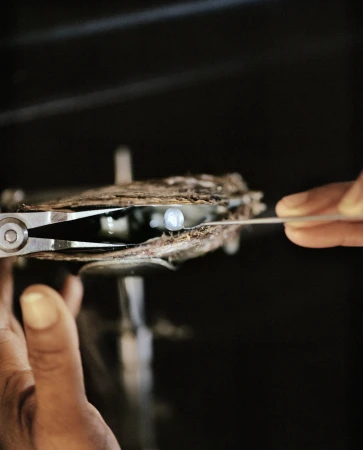 Close-up of hands carefully extracting a pearl from an oyster using metal tools, highlighting the beauty and delicacy of pearl harvesting.