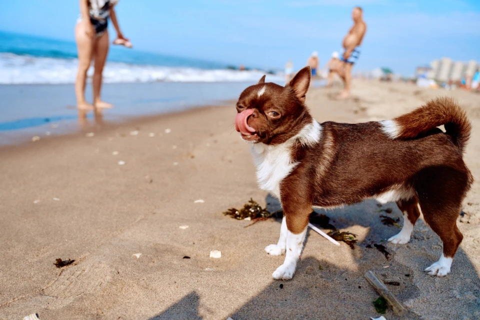 Brown and white Chihuahua dog licks its nose while standing on a sandy beach, ocean waves and people blurred in background on a sunny day.