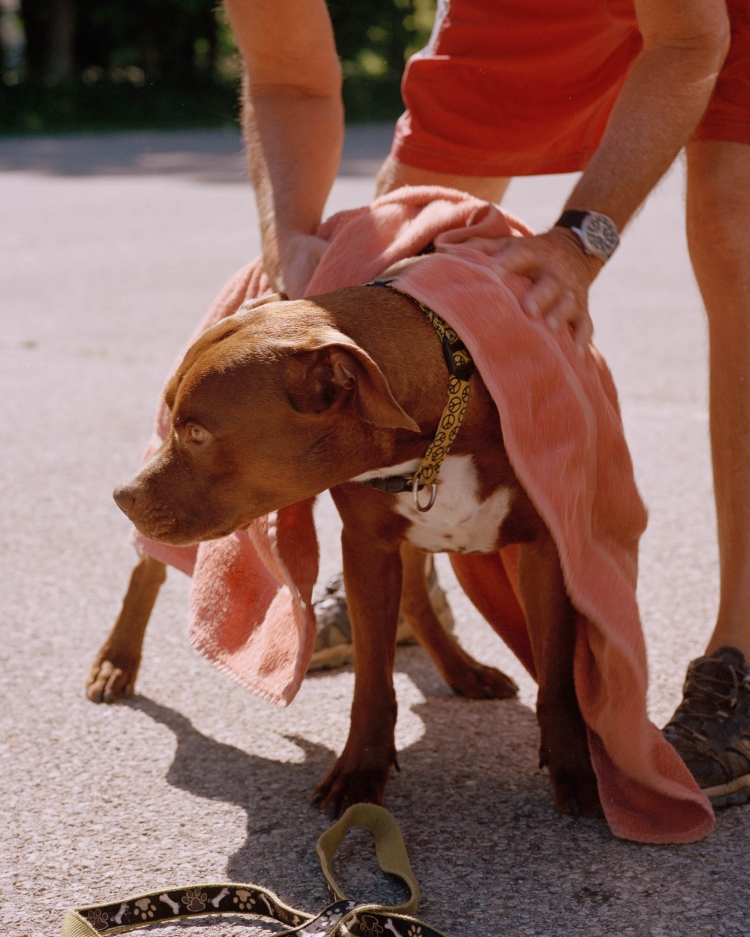 Brown dog being dried off with a pink towel by a person wearing red shorts outdoors on asphalt with its leash on the ground.