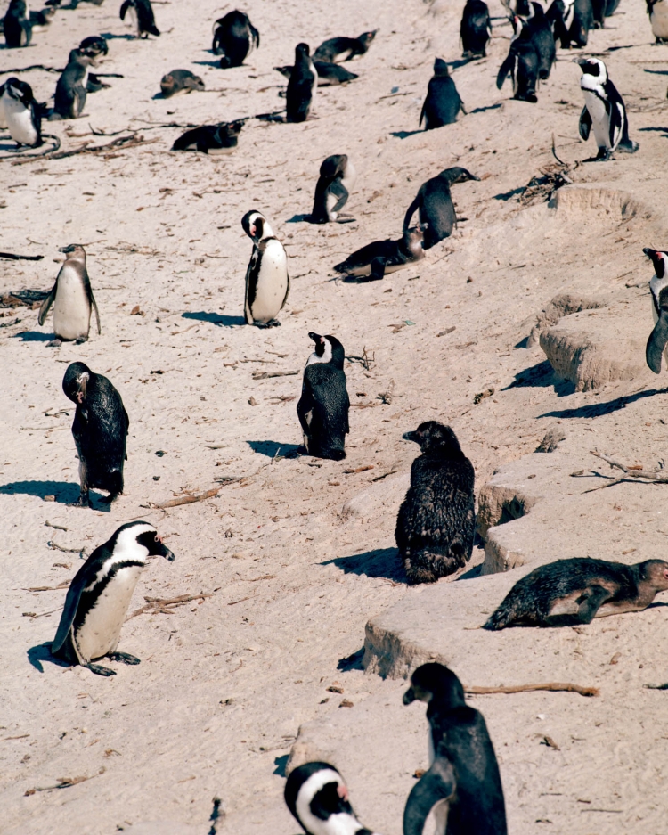 Many penguins stand and lie on a sandy beach under daylight. The birds have black and white plumage, some are molting. Wildlife scene.