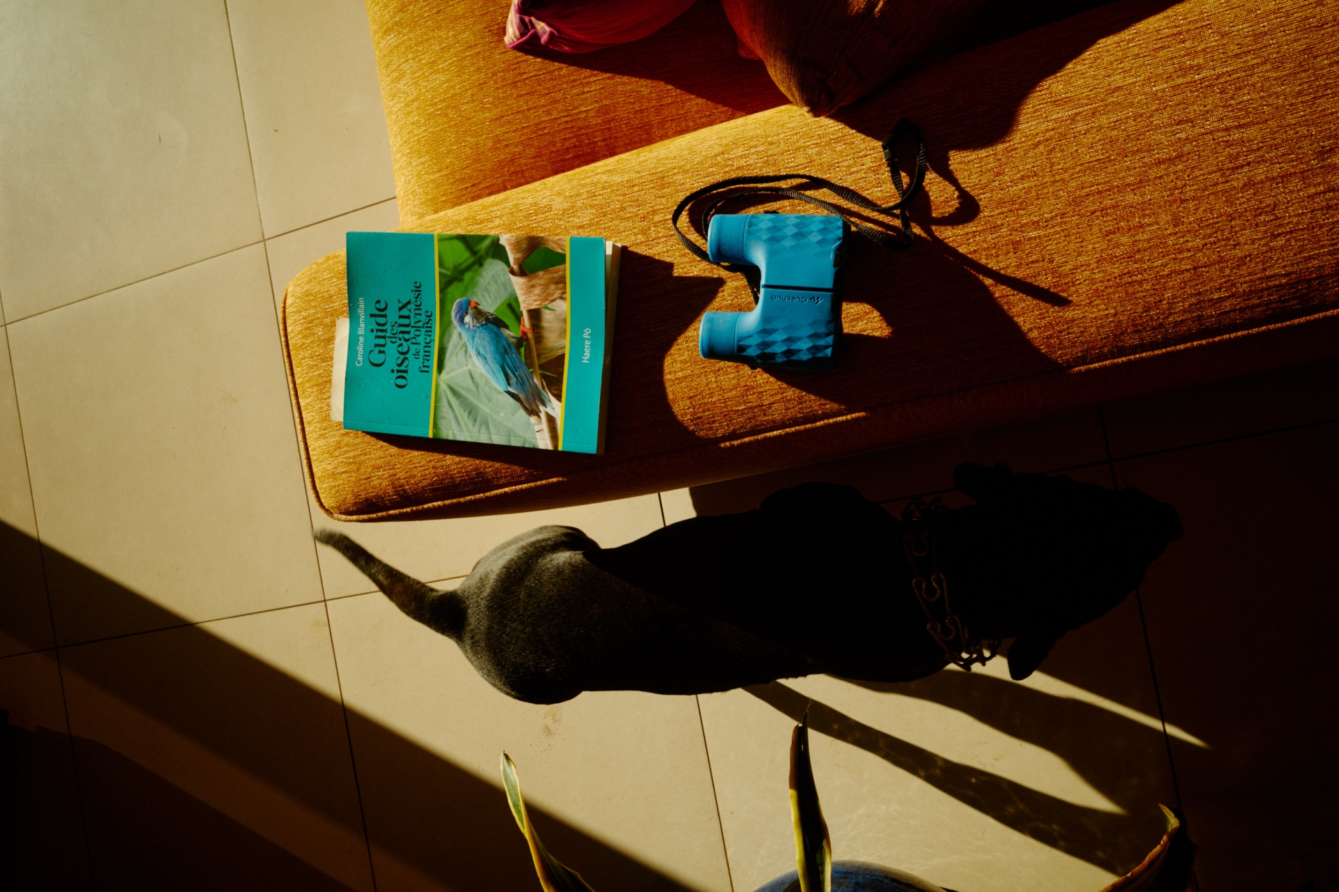 Overhead shot of a dog lying near a bird guidebook, binoculars, and couch. Sunny indoor scene with objects and book.