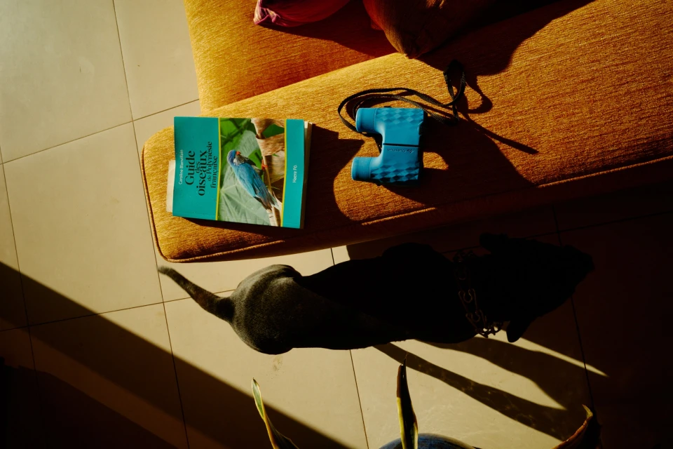 Overhead shot of a dog lying near a bird guidebook, binoculars, and couch. Sunny indoor scene with objects and book.