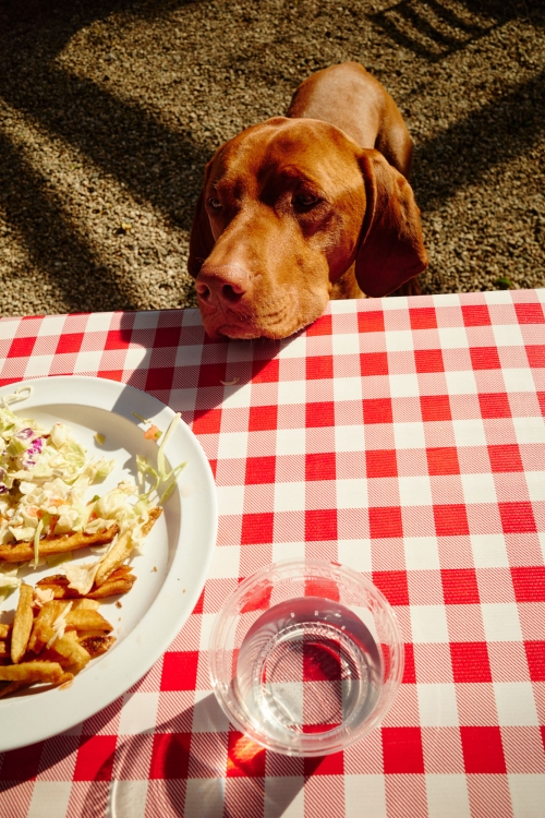 A Vizsla dog peers longingly at food on a red and white checkered picnic table outdoors, including fries, coleslaw, and water.