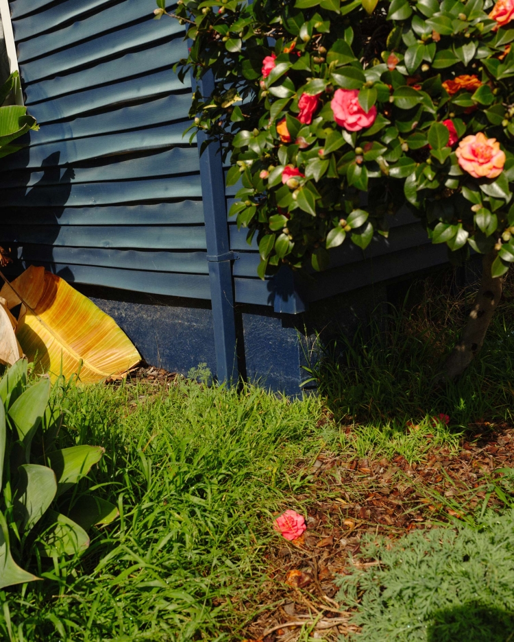 Outdoor view of vibrant pink camellia blossoms in a garden setting with lush green foliage against a weathered blue clapboard wall.