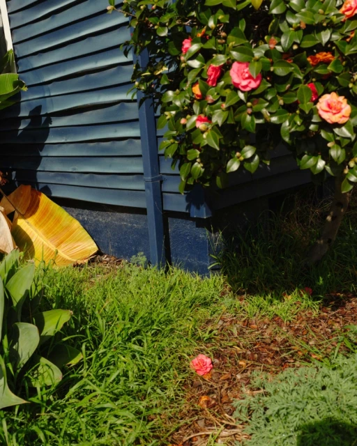 Outdoor view of vibrant pink camellia blossoms in a garden setting with lush green foliage against a weathered blue clapboard wall.