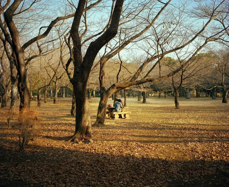 People relax on a bench in a park landscape with bare trees and a ground covered in fallen leaves on a sunny day.