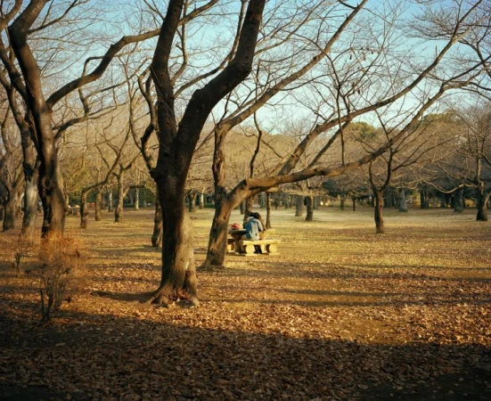 People relax on a bench in a park landscape with bare trees and a ground covered in fallen leaves on a sunny day.