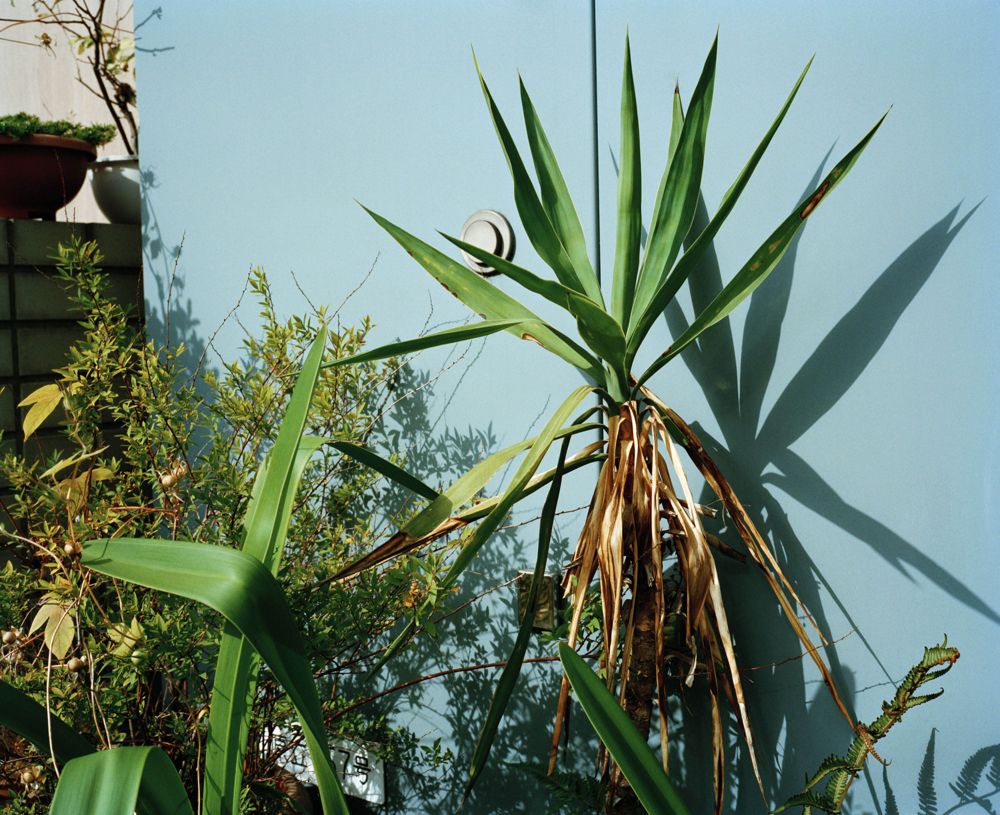 Outdoor daylight shot of a spiky Yucca plant next to other greenery against a light blue wall with plant shadows.