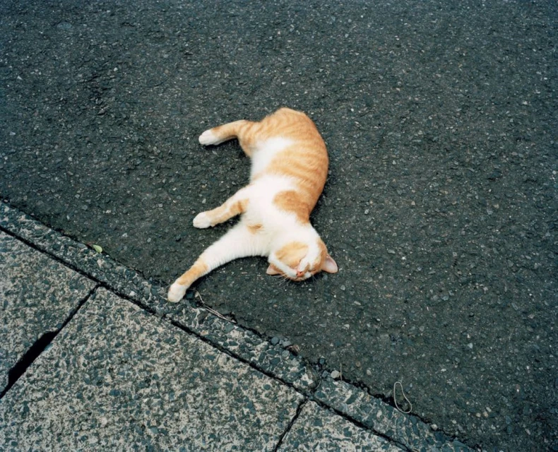 Orange and white tabby cat lying on its back on asphalt road next to concrete sidewalk in outdoor, eye-level shot.