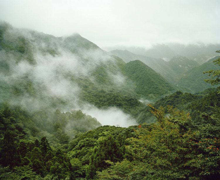 Verdant mountain range landscape with dense green trees and a light fog adding depth and atmosphere to the natural scene.