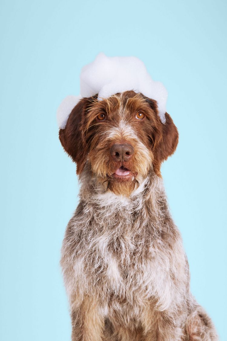Portrait of a Wirehaired Pointing Griffon dog with brown and white fur, covered in white soap suds against a light-blue background.