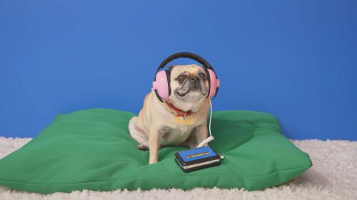 Pug dog sits on a green cushion with pink headphones and a Walkman, against a blue backdrop with a fluffy white rug.
