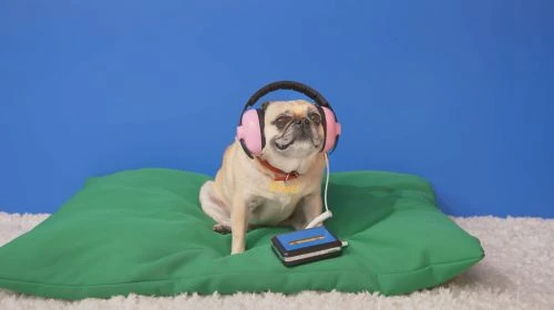 Pug dog sits on a green cushion with pink headphones and a Walkman, against a blue backdrop with a fluffy white rug.