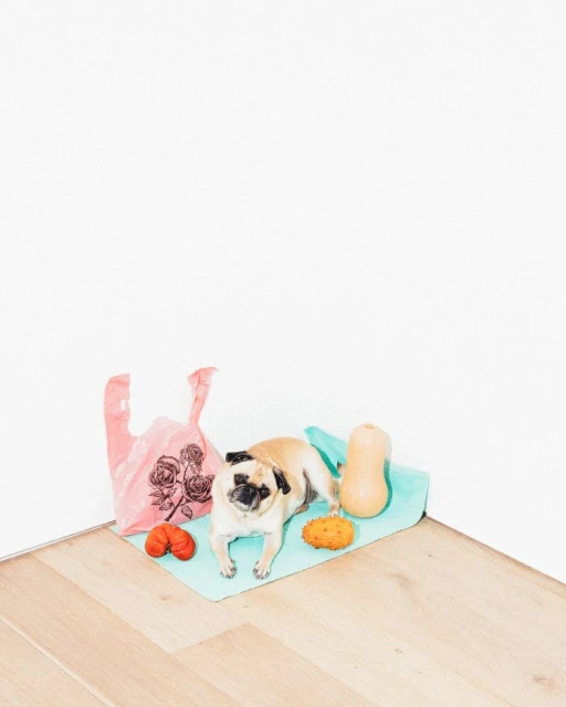 Pug dog lying down on a towel with a plastic bag, squash, and dog toys on a wood floor with a white wall background, indoor.