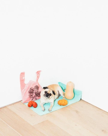 Pug dog lying down on a towel with a plastic bag, squash, and dog toys on a wood floor with a white wall background, indoor.