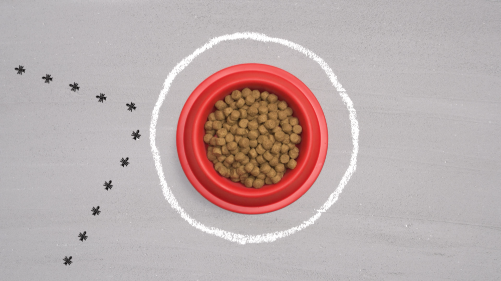 Overhead shot of a red pet bowl filled with kibble, encircled by a chalk line, and a trail of ant illustrations on a gray surface.