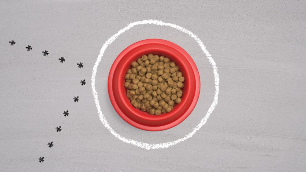 Overhead shot of a red pet bowl filled with kibble, encircled by a chalk line, and a trail of ant illustrations on a gray surface.