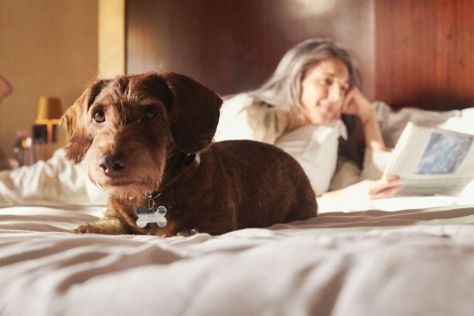 Brown dachshund with a bone-shaped tag lays on a bed beside a mature woman reading a newspaper in a warmly lit bedroom.