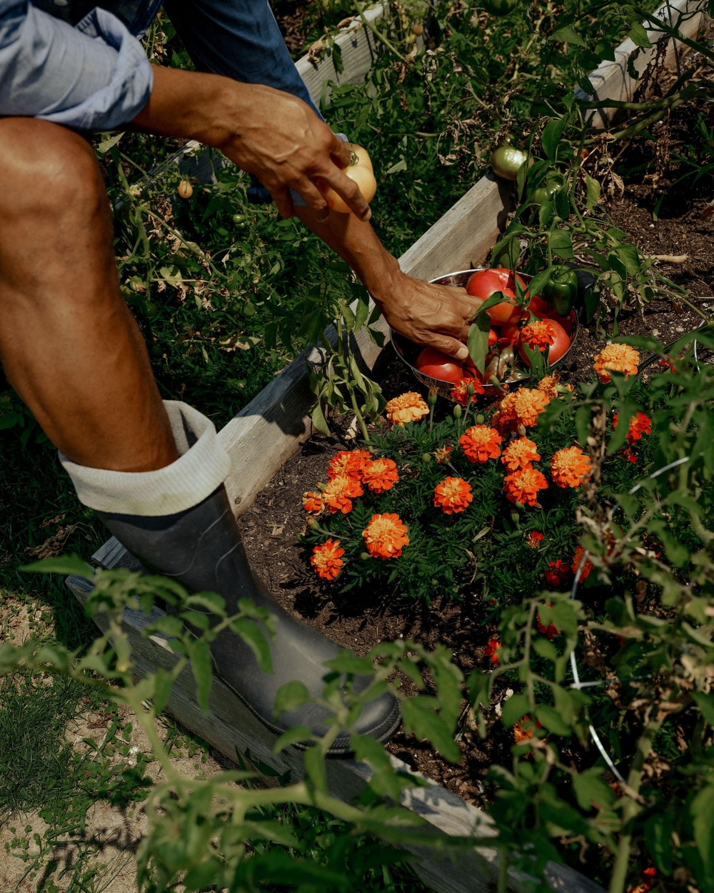 Person harvests red and yellow tomatoes from a raised garden bed, wearing a denim shirt and black boots in bright sunlight.