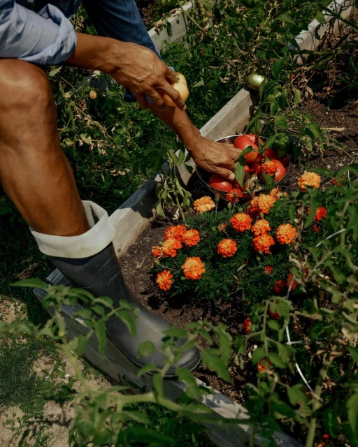 Person harvests red and yellow tomatoes from a raised garden bed, wearing a denim shirt and black boots in bright sunlight.