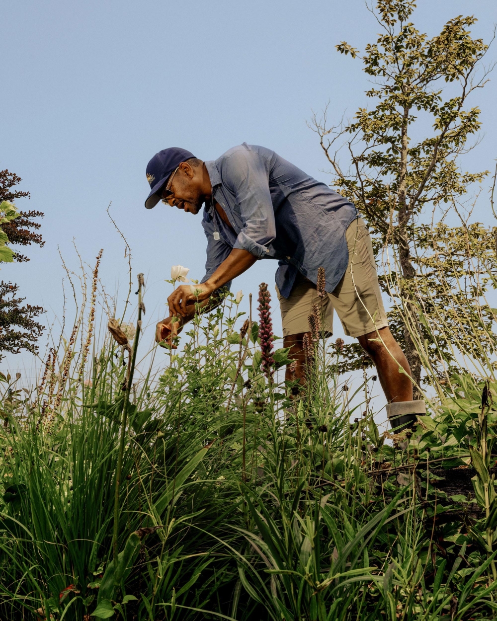 Adult male harvests flowers wearing a blue collared shirt, tan shorts, and a baseball cap in an outdoor garden on a sunny day.