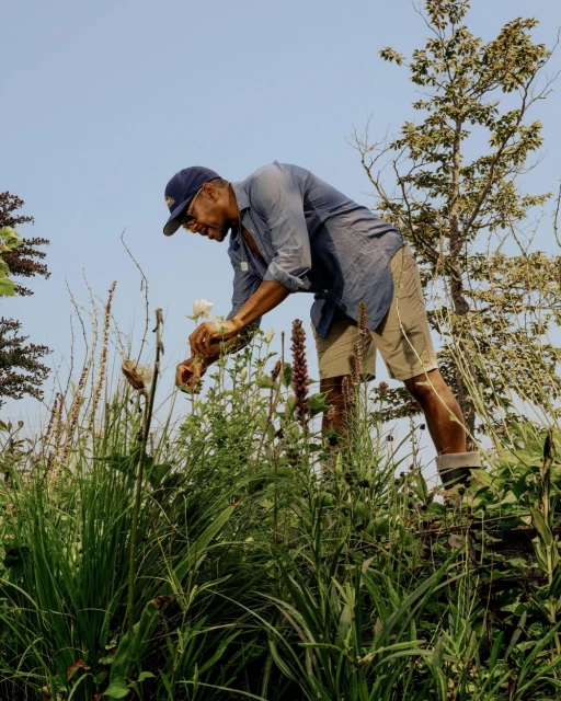 Adult male harvests flowers wearing a blue collared shirt, tan shorts, and a baseball cap in an outdoor garden on a sunny day.