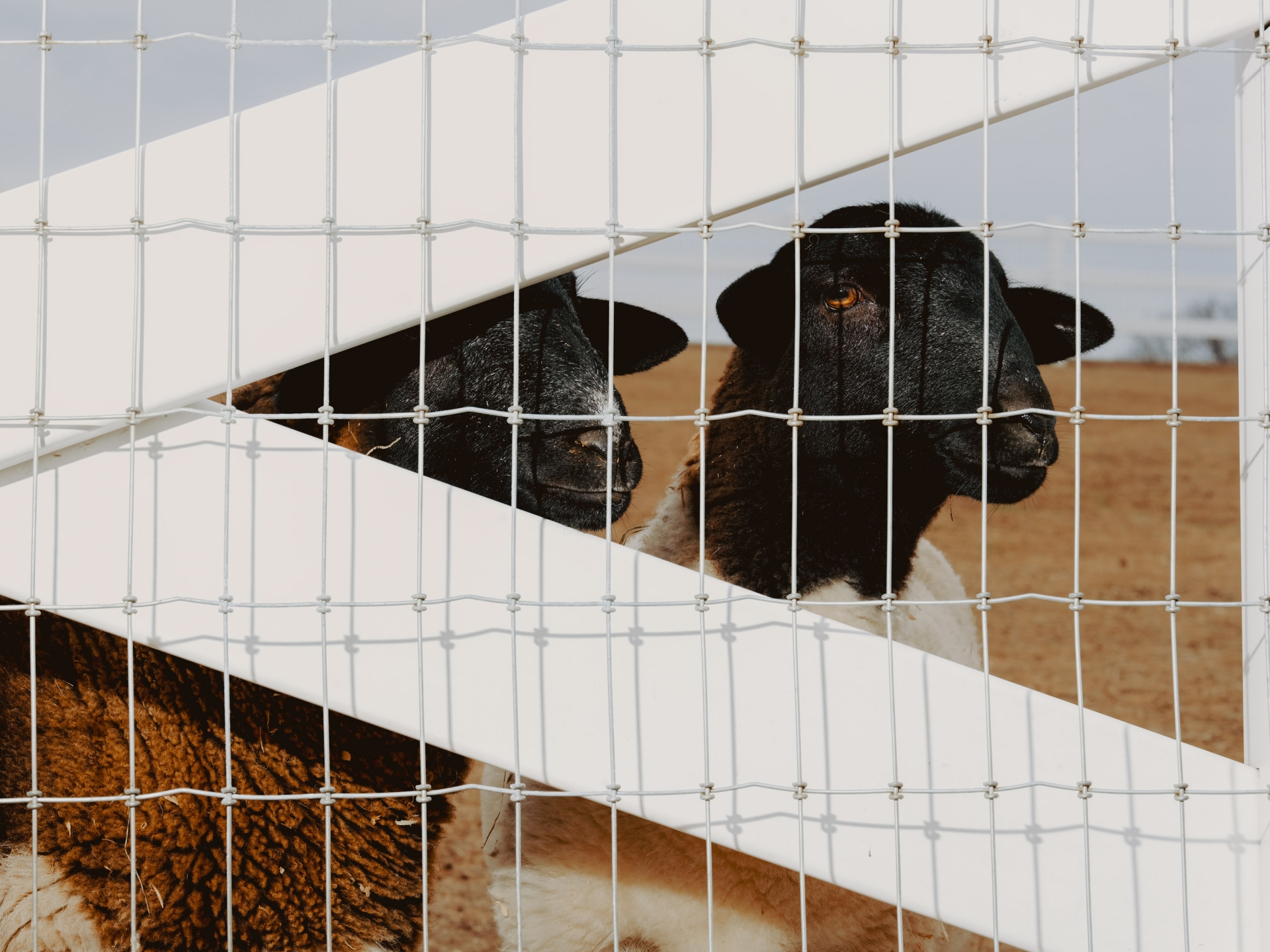 Two black-faced sheep stand behind a white wire fence in a field. The sheep look at the camera with curiosity in a rural outdoor setting.