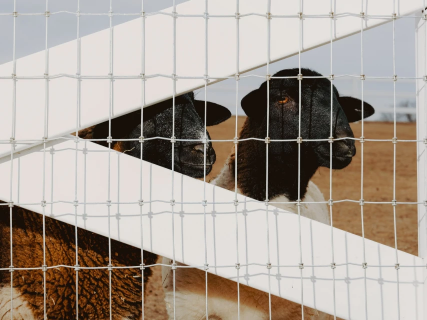 Two black-faced sheep stand behind a white wire fence in a field. The sheep look at the camera with curiosity in a rural outdoor setting.