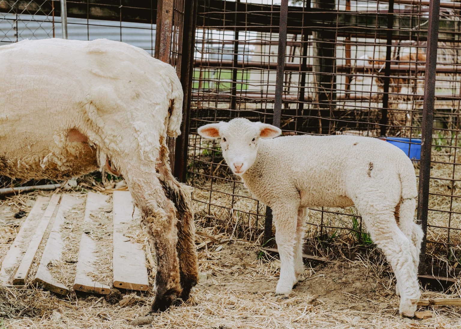 A lamb stands near its mother inside a metal enclosure, featuring weathered wood planks and a dirt ground, capturing a rural animal portrait.